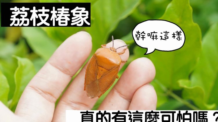 便荔卡提现手续费知多少