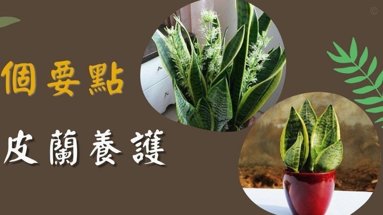 花呗套现取现金靠谱吗？