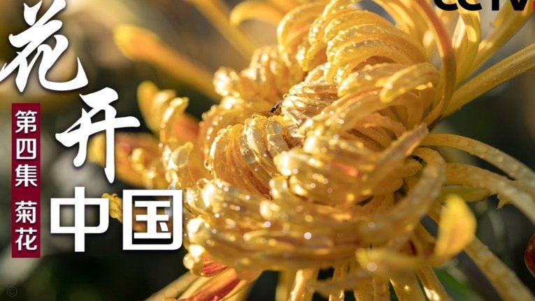 花呗转出去了能找回来吗