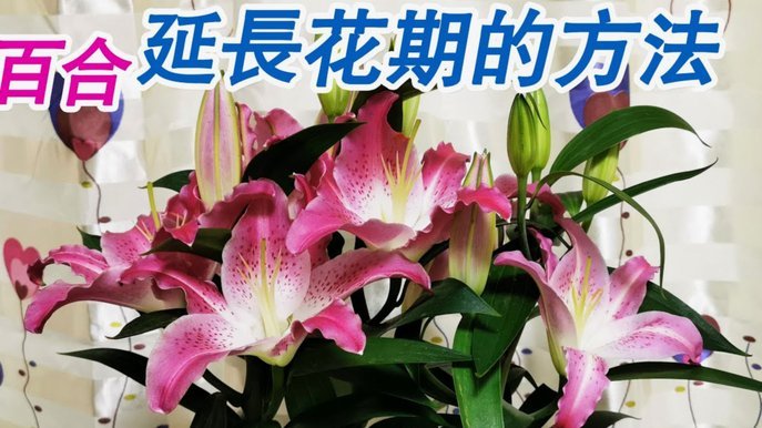 花呗套现：风险与法律边界
