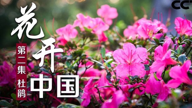 花呗套现影响征信了吗？