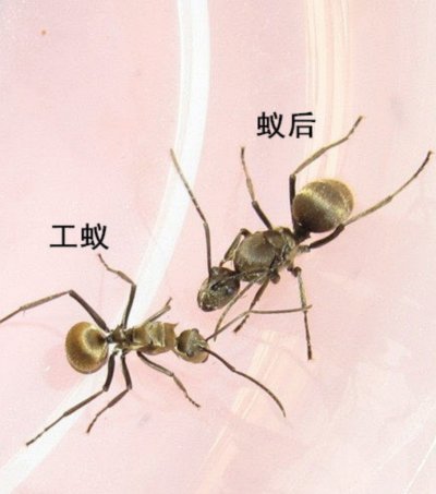 蚂蚁花呗的隐患何在？