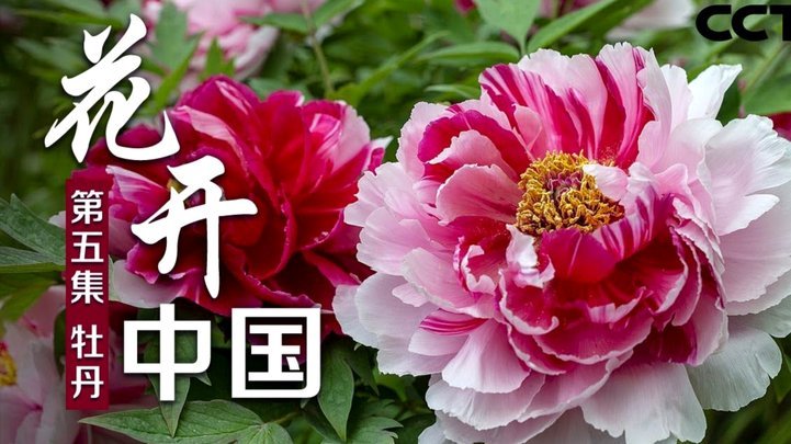 花呗合法合规吗？安全可靠吗？