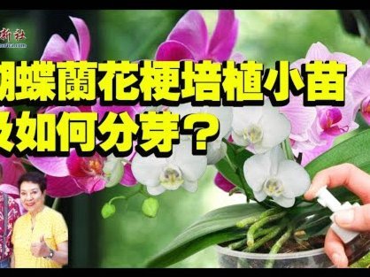 自己如何套取花呗