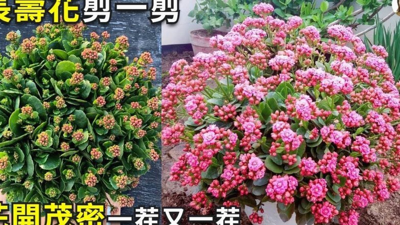 套花呗还花呗会怎么样处理