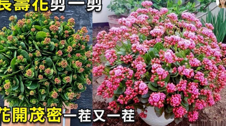 携程拿去花怎么取现