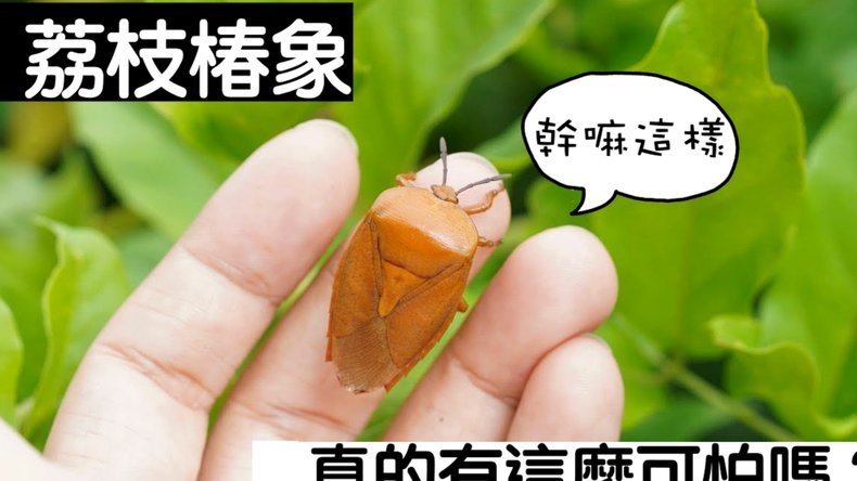 便荔卡额度如何提现？操作指南与注意事项详解
