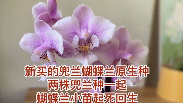 知乎“拿花”：套用与版权风险