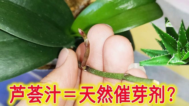 拿去花怎么套出来知乎