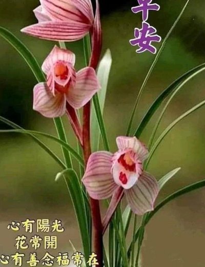 套花呗还花呗安全吗有影响吗